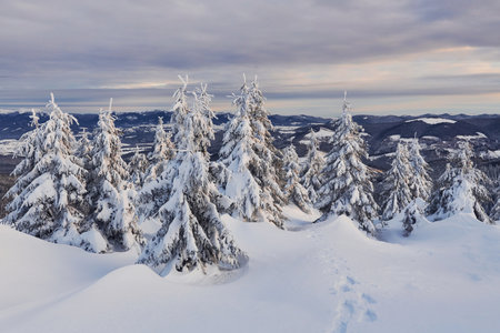 Cloudy sky. Magical winter landscape with snow covered trees at daytimeの写真素材