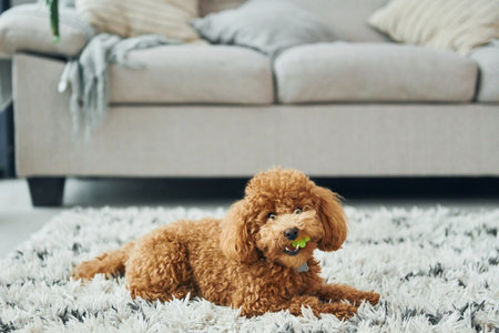 Cute little poodle puppy is indoors in the modern domestic roomの写真素材