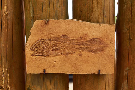 Bones of ancient old prehistoric wild animals hanging on the wall at the show. Conception of paleontologyの写真素材