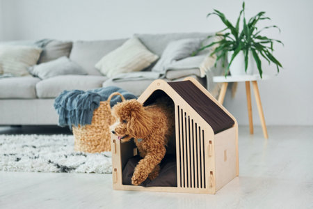 Cute little poodle puppy with pet booth indoors in the modern domestic room. Animal houseの写真素材