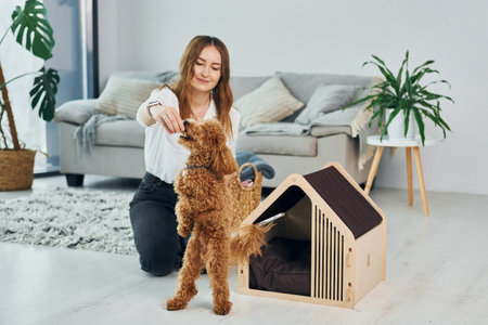 Female owner playing with her pet. Cute little poodle puppy is indoors in the modern domestic roomの写真素材