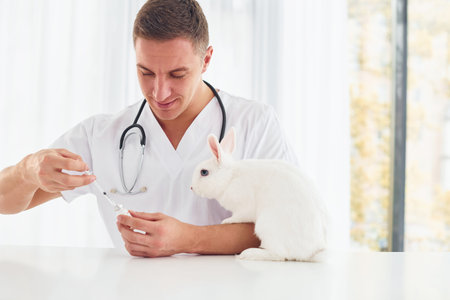 Uses stethoscope. Young veterinatian is indoors with little rabbit. Conception of healthcareの写真素材