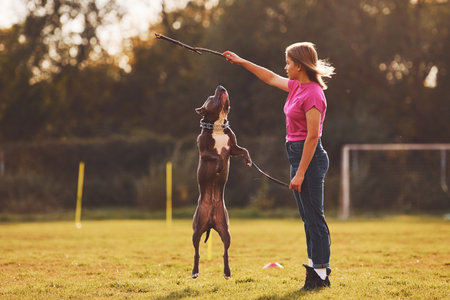 Playing with wooden stick. Woman in casual clothes is with pit bull outdoors.の写真素材