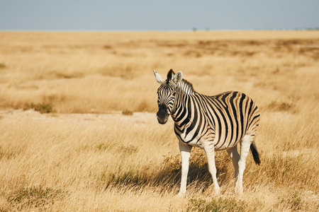 Side view. Zebra in the wildlife at daytime.の写真素材