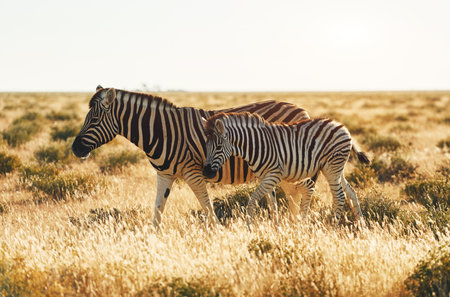 Zebras in the wildlife at daytime.の写真素材