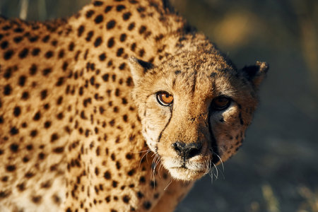Close up view. Cheetah is outdoors in the wildlife.の写真素材