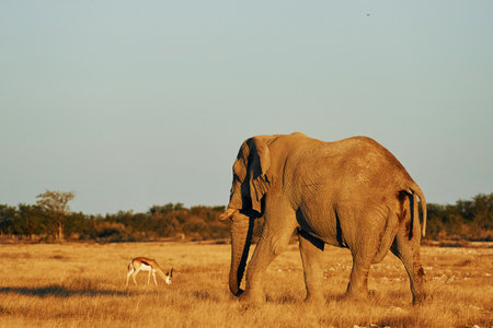 Side view. Elephant is in the wildlife at daytime.の写真素材