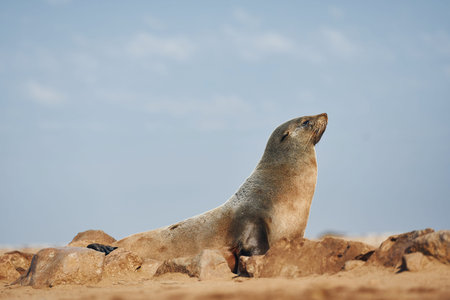 Fur seal is on the rocks outdoors in the wildlife.