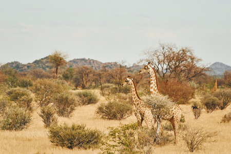 Giraffes is outdoors in the wildlife in the Africa.の写真素材