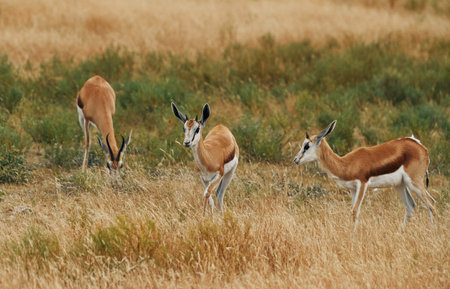Anthelope is in the wildlife outdoors in Africa.