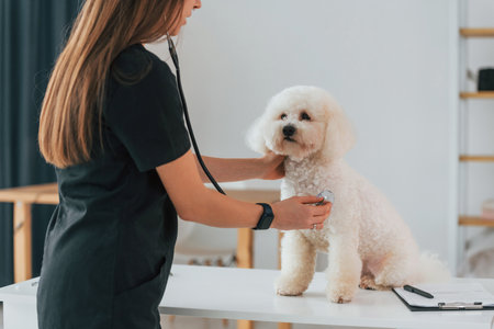 Woman is using stethoscope. Cute little dog is in the veterinary clinic.の写真素材