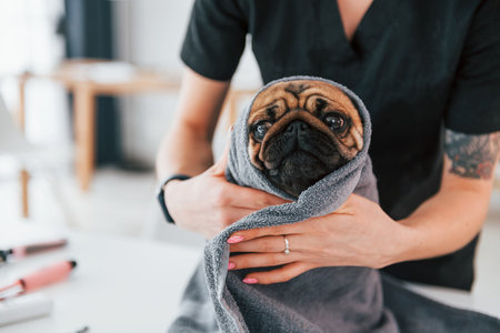 Dog is in the towel after washing. Pug is in the grooming salon with veterinarian that is in black clothes.の写真素材