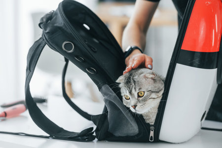 Scottish fold cat is in the grooming salon with female veterinarian.の写真素材