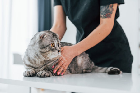 On the table. Scottish fold cat is in the grooming salon with female veterinarian.の写真素材
