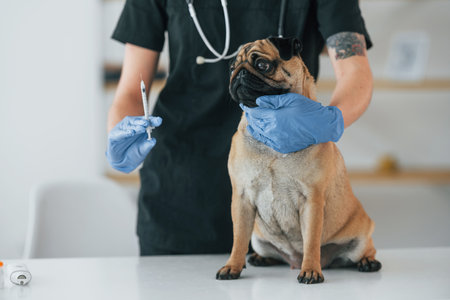 Woman holding syringe. Pug is in the grooming salon with veterinarian that is in black clothes.の写真素材