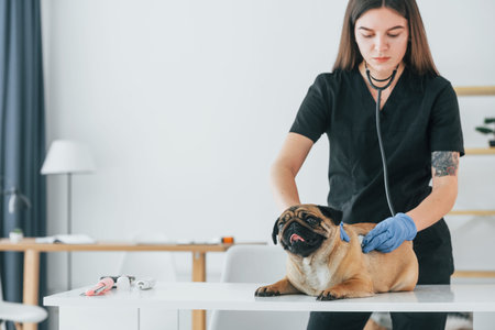 Listening the heart and lungs by using stethoscope. Pug is in the grooming salon with veterinarian that is in black clothes.の写真素材