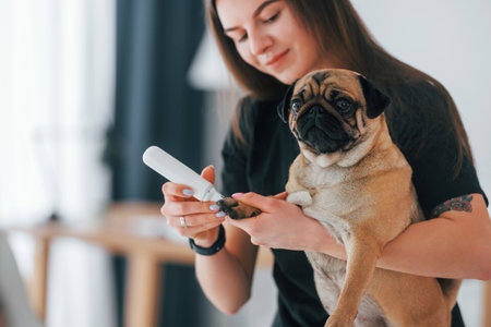 Using special equipment to clean the nails. Pug is in the grooming salon with veterinarian that is in black clothes.の写真素材