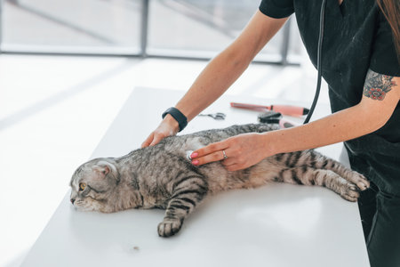 Animal is laying down while woman listening lungs by stethoscope. Scottish fold cat is in the vet clinic.の写真素材