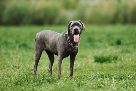 Standing on the green grass. Portrait of dog with short black fur that is having a walk outdoors at...