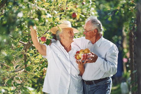With apples. Lovely senior couple is in the garden together.の写真素材