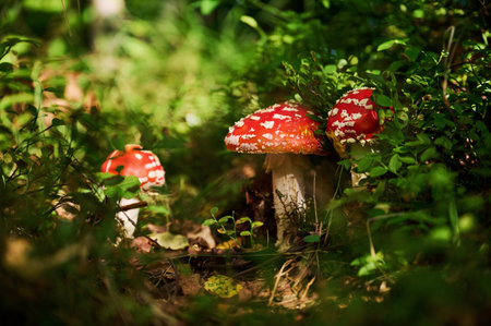 Three fly agaric mushrooms is on the ground in the forest.