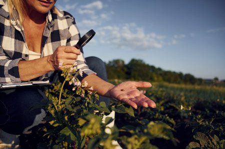 Looks at the plants under a magnifying glass. Woman is on the agricultural field at daytime.