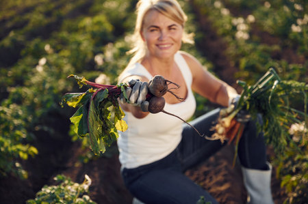 Onions, beetroots and carrots is in the hands. Woman is on the agricultural field at daytime.