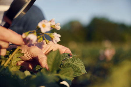 Using magnifying glass. Woman is on the agricultural field at daytime.の写真素材