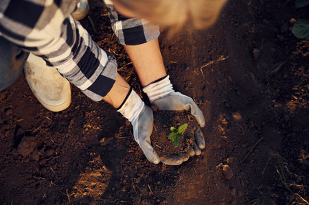 Planting an artichoke. Woman is on the agricultural field at daytime.