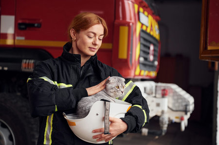 Cute grey colored scottish fold cat is in the hands of woman's firefighter that is in uniform at...
