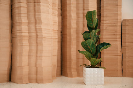 Many sheets in the printing house. A ficus plant in a pot opposite the objects.の写真素材