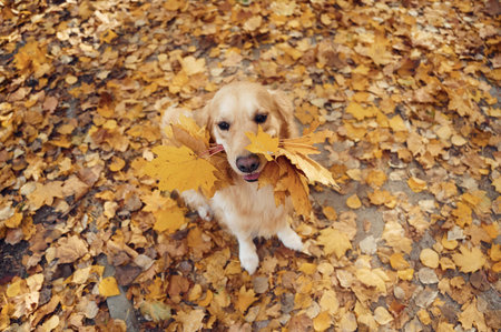 Holding leaves in mouth. Cute dog is outdoors in the autumn forest at daytime.