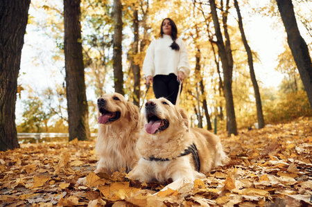 Woman on the walk with her two dogs in the autumn forest.