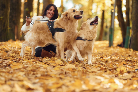 Woman on the walk with her two dogs in the autumn forest.