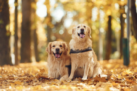 Sitting on the ground. Two labrador retrievers are together in the forest at autumn season daytime.