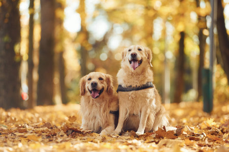 Two labrador retrievers are together in the forest at autumn season daytime.