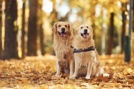 Sitting on the ground. Two labrador retrievers are together in the forest at autumn season daytime.
