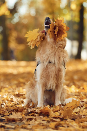 Holding leaves in mouth. Cute dog is outdoors in the autumn forest at daytime.