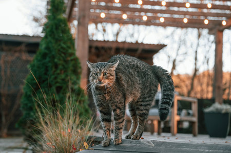 Frightened cat is standing outdoors on the backyard at daytime.の写真素材