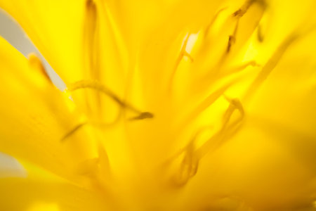 Blurry floral background macro flowers  in soft bright yellow color
