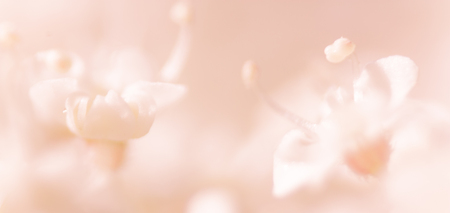 Blurry floral background macro flowers  in soft sweet pink colorの写真素材