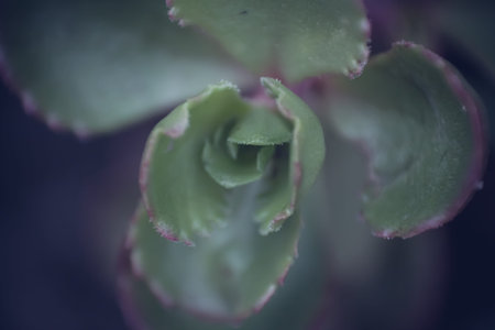 Blurry floral background macrosucculent  in soft sweet violet colorの写真素材