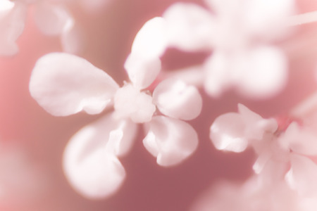 Blurry floral background macro flowers  in soft sweet pink colorの写真素材