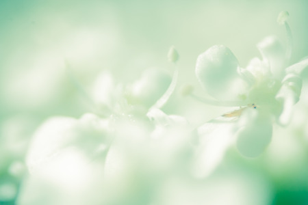 Blurry floral background macro flowers  in soft sweet ultramarine colorの写真素材