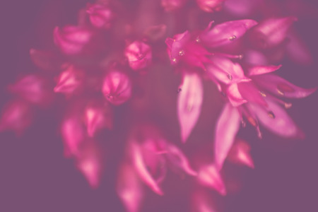 Blurry floral background macro flowers  in soft sweet magenta colorの写真素材