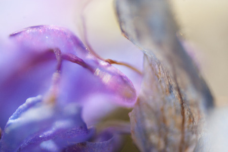 Blurry floral background macro flowers  in soft sweet blu and violet colorの写真素材