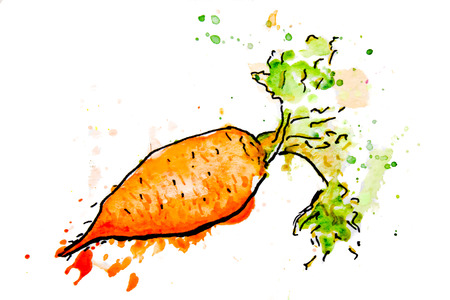 Watercolor painted vegetables. Hand drawn fresh food design elements isolated on white background. Sketch with color splashes. Carrotの写真素材