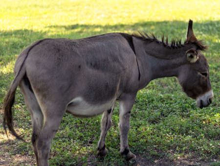 Close up shot of a Donkey grazing in a field in Montgomery, TX.の写真素材