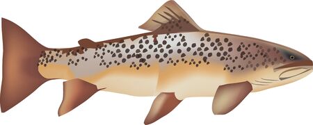trout fishのイラスト素材