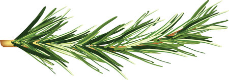 branch of rosemaryのイラスト素材